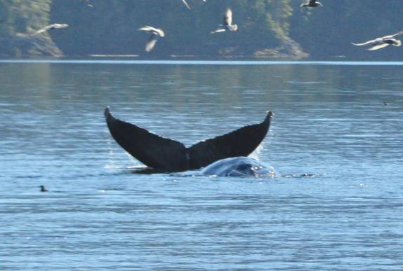 Uma baleia adolescente durante passeio de barco em Telegraph Cove, na Vancouver Island, na Columbia Britânica, costa oeste do Canadá